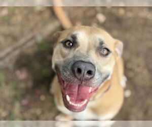 American Pit Bull Terrier Dogs for adoption in Tulsa, OK, USA