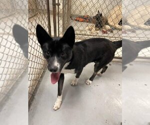 Huskies -Miniature Pinscher Mix Dogs for adoption in Iroquois, IL, USA