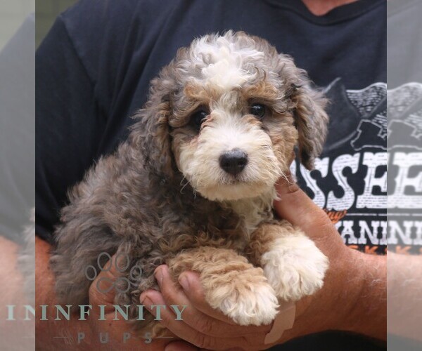 Medium Photo #4 Bernedoodle (Miniature) Puppy For Sale in NARVON, PA, USA