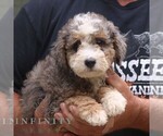 Small #3 Bernedoodle (Miniature)