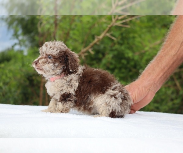 Medium Photo #20 ShihPoo Puppy For Sale in DYERSBURG, TN, USA