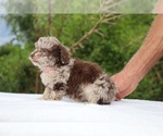 Small #19 ShihPoo