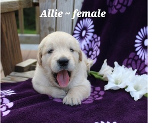 Medium Golden Retriever