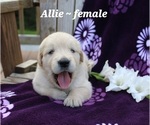 Puppy Allie Golden Retriever
