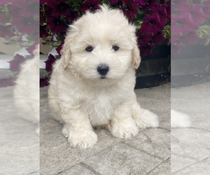 Coton de Tulear-Poodle (Toy) Mix Puppy for sale in CANOGA, NY, USA