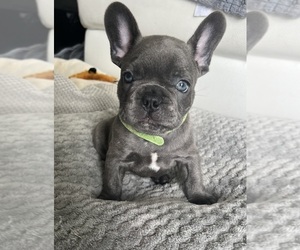 French Bulldog Puppy for sale in NORTH MIAMI BEACH, FL, USA