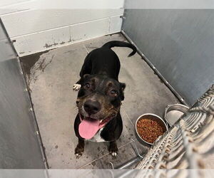 Plott Hound-Unknown Mix Dogs for adoption in Tavares, FL, USA