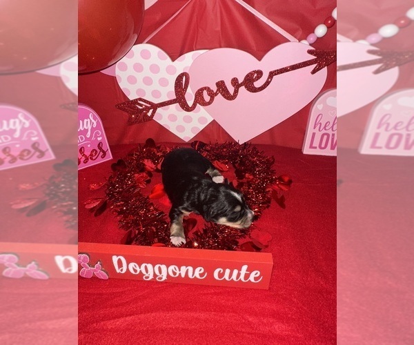 Medium Photo #6 Schnauzer (Miniature) Puppy For Sale in LAFAYETTE, LA, USA