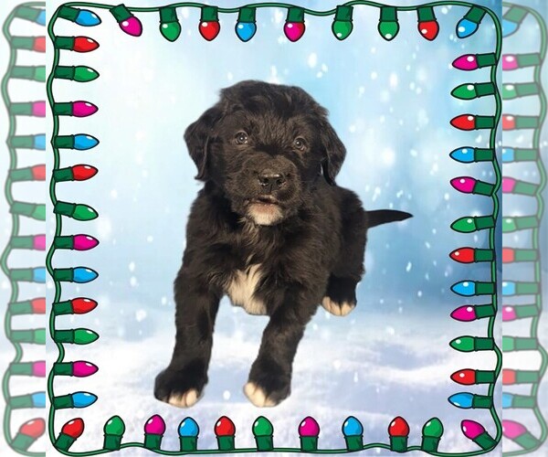 Medium Photo #80 Golden Mountain Dog Puppy For Sale in BLACK FOREST, CO, USA