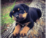 Small Photo #4 Rottweiler Puppy For Sale in VONORE, TN, USA