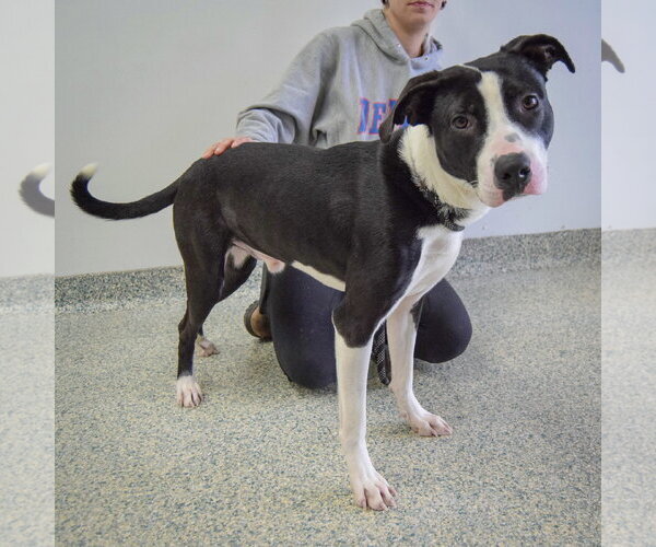 Medium Photo #9 American Staffordshire Terrier-Border Collie Mix Puppy For Sale in Huntley, IL, USA