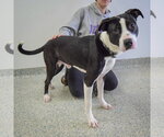 Small #8 American Staffordshire Terrier-Border Collie Mix