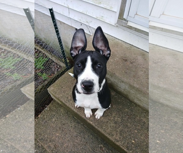 Medium Photo #5 American Pit Bull Terrier-Unknown Mix Puppy For Sale in Germantown, OH, USA