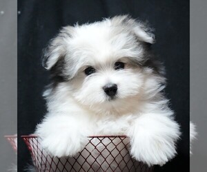 Maltipom Puppy for sale in ROCK VALLEY, IA, USA