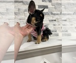 Small Photo #3 French Bulldog Puppy For Sale in VANCOUVER, WA, USA