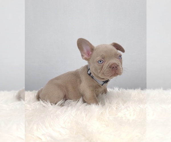 Medium Photo #9 French Bulldog Puppy For Sale in PORT READING, NJ, USA