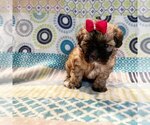 Puppy 2 Shih-Poo