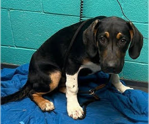 Medium Photo #6 Mutt Puppy For Sale in Minneapolis, MN, USA