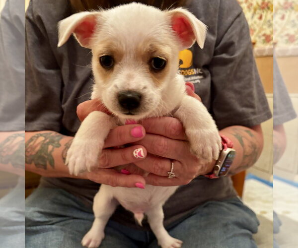 Medium Photo #2 Mutt Puppy For Sale in Spring Lake, NC, USA