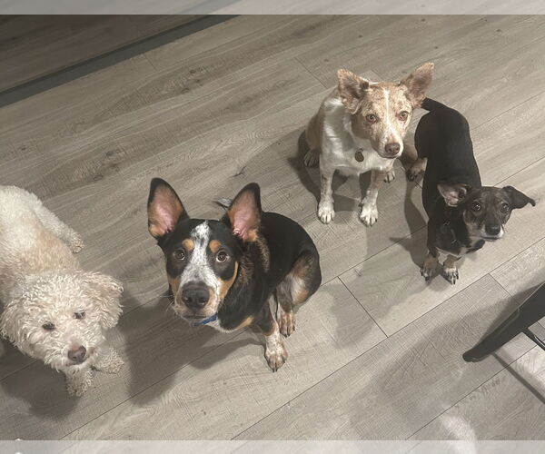 Medium Photo #12 Mutt Puppy For Sale in Sandy, UT, USA