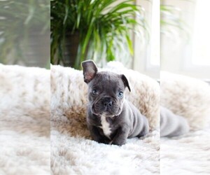 French Bulldog Puppy for sale in OAKDALE, MA, USA
