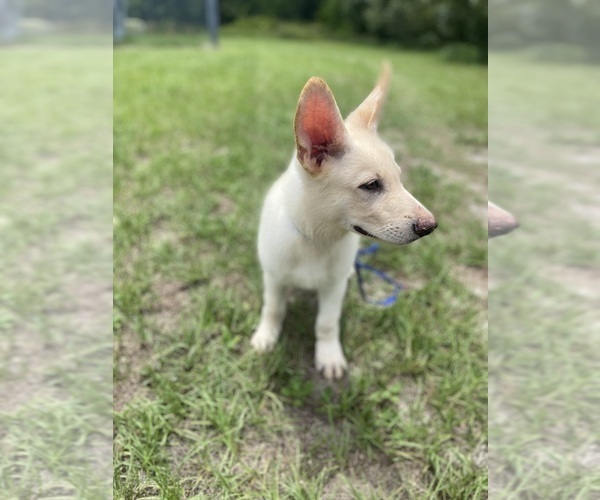 Medium Photo #4 German Shepherd Dog Puppy For Sale in ALACHUA, FL, USA