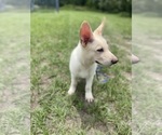 Small #3 German Shepherd Dog