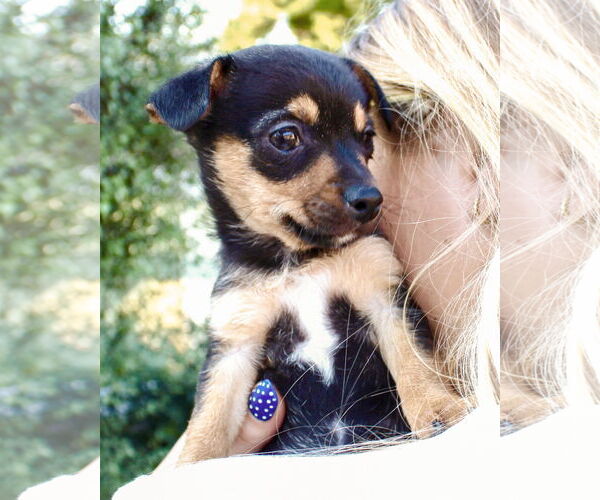 Medium Photo #3 Chihuahua-Unknown Mix Puppy For Sale in Corona, CA, USA