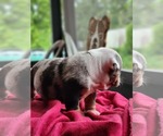 Small Photo #8 Bulldog Puppy For Sale in BRANDON, FL, USA