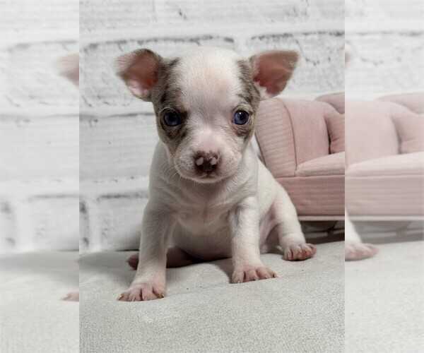Medium Photo #37 Chihuahua Puppy For Sale in FORT LAUDERDALE, FL, USA