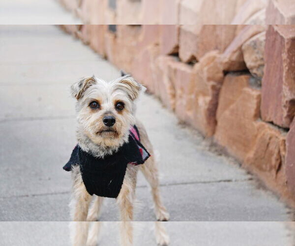 Medium Photo #2 Mutt Puppy For Sale in Sandy, UT, USA