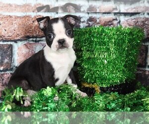 Boston Terrier Puppy for sale in BEL AIR, MD, USA