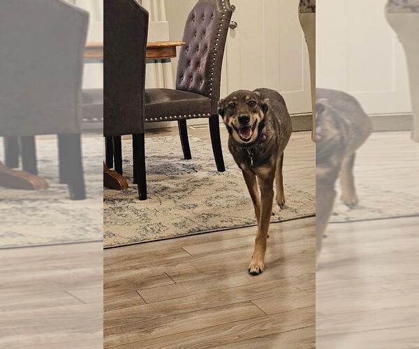 Medium Photo #3 Mutt Puppy For Sale in Salt Lake City, UT, USA