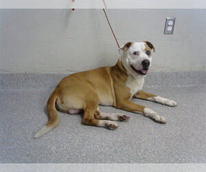 American Pit Bull Terrier-Unknown Mix Dogs for adoption in Pasadena, TX, USA
