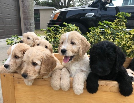 Medium Photo #1 Goldendoodle Puppy For Sale in CLEARWATER, FL, USA