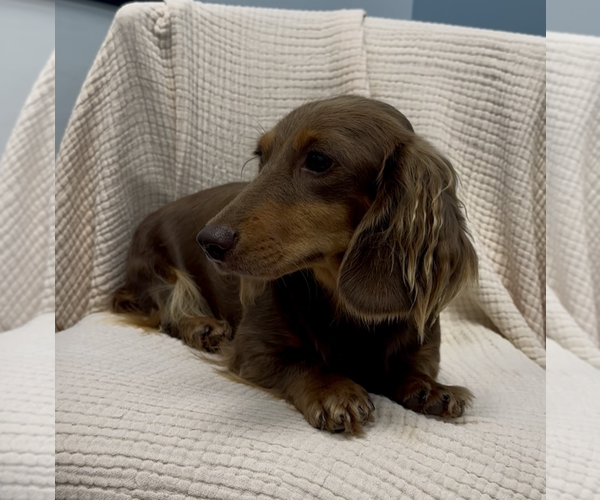 Medium Photo #1 Dachshund Puppy For Sale in Weston, FL, USA