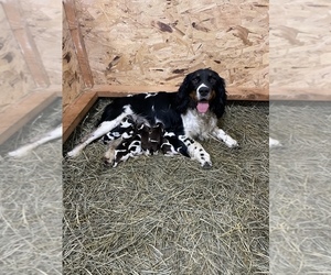 Mother of the English Springer Spaniel puppies born on 06/05/2022