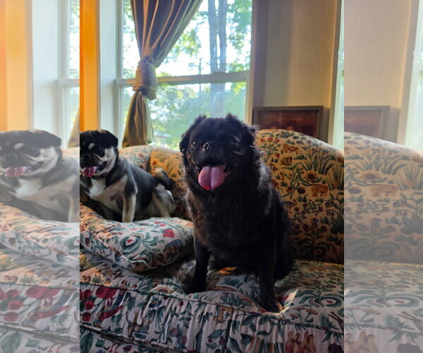 Medium Photo #8 Pug Puppy For Sale in Indianapolis, IN, USA
