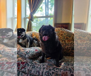Myles - Male Pug Dog for Adoption - Photo #8