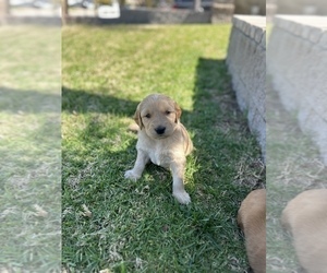Golden Retriever Puppy for Sale in NORCO, California USA