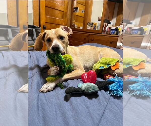 Medium Photo #3 Dachsador Puppy For Sale in Crystal, MN, USA