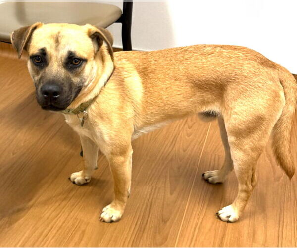 Medium Photo #2 Black Mouth Cur-Unknown Mix Puppy For Sale in Rockaway, NJ, USA