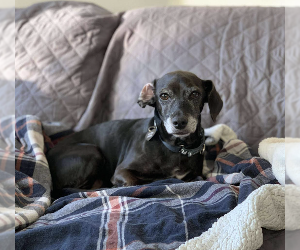 Medium Photo #3 Dachshund-Unknown Mix Puppy For Sale in Rockville, MD, USA