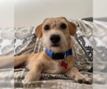 Norman - Male Dachshund-Unknown Mix Dog for Adoption - Small photo