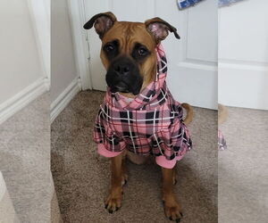 Boxer Dogs for adoption in Woodbury, MN, USA