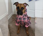 Small Boxer