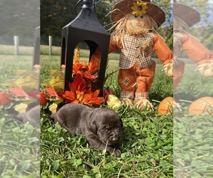 Labrador Retriever Puppy for Sale in NEOLA, West Virginia USA