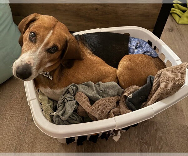 Medium Photo #4 Mutt Puppy For Sale in Aurora, CO, USA