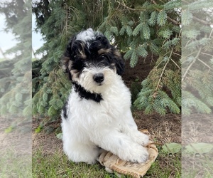 Miniature Bernedoodle Puppy for sale in MIDDLEBURY, IN, USA