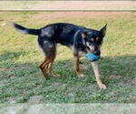 Small #7 German Shepherd Dog-Miniature Pinscher Mix